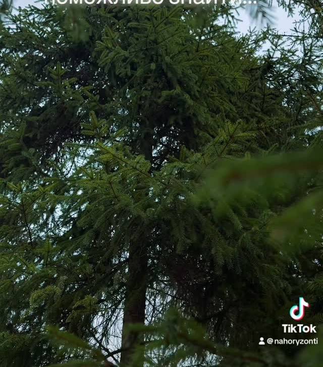 Стежки довкола